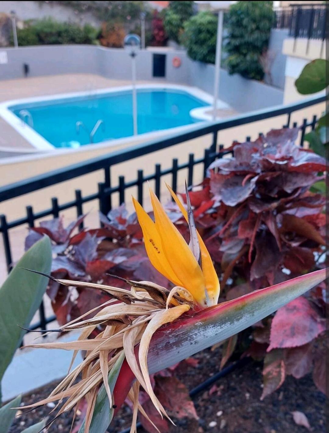 Balcon Atlantida Διαμέρισμα Κανδελάρια Εξωτερικό φωτογραφία